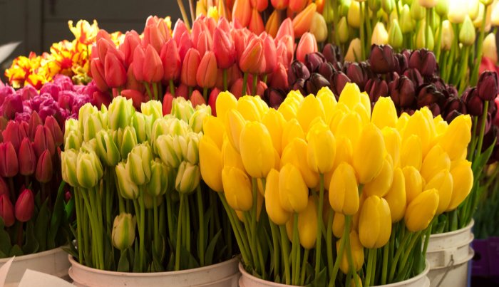 Свежие тюльпаны к 8 марта в "Анвар"